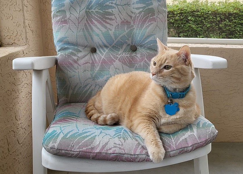 Picture of Cecil, my ginger cat.